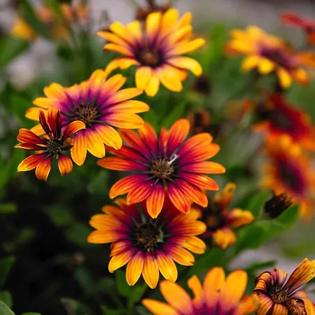 Casa Yamba Apartment