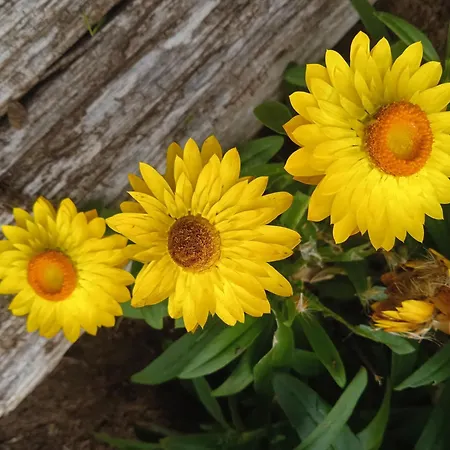 Casa Yamba Apartment