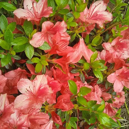 Apartment Casa Yamba *