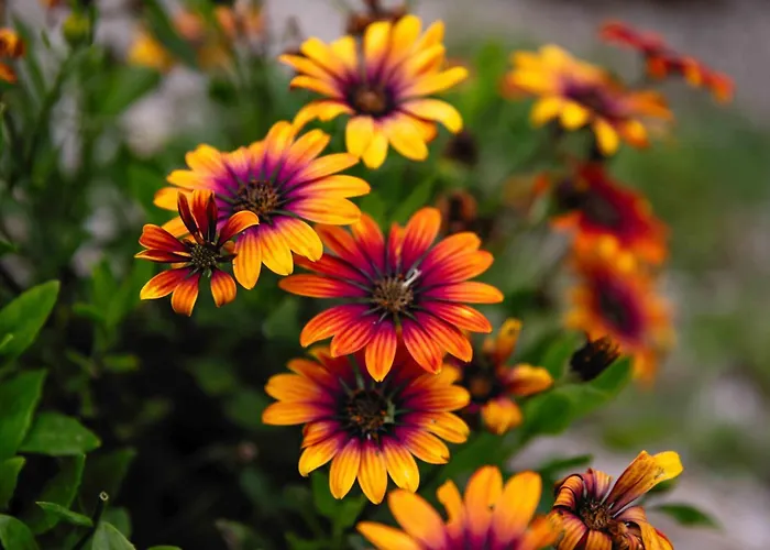 Casa Yamba Apartment