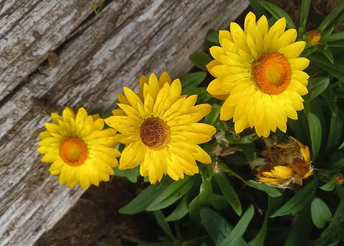 Casa Yamba Апартаменты