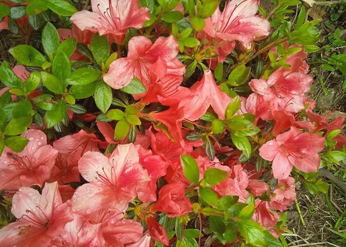 Apartment Casa Yamba *